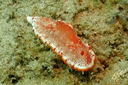 Chromodoris reticulata I think, but then again it could j... by Brian Mayes 